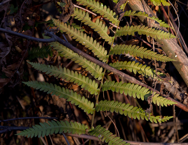 Marsh Fern in Dorchester Co., Maryland (11/11/2012). Photo by Bill Hubick.