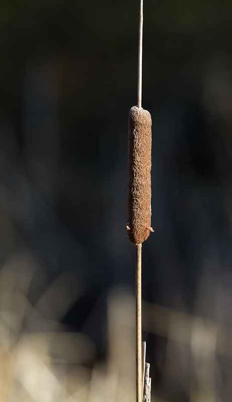 Narrow-leaved Cattail on Taylors Island, Dorchester Co., Maryland (12/23/2012). Photo by Bill Hubick.