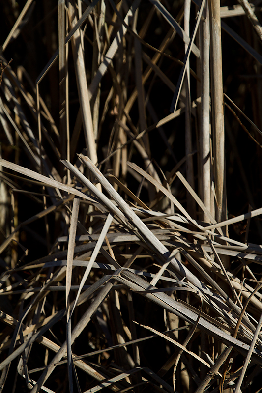 Narrow-leaved Cattail on Taylors Island, Dorchester Co., Maryland (12/23/2012). Photo by Bill Hubick.