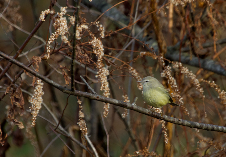 An Orange-crowned Warbler at Kinder Farm Park, Anne Arundel Co., Maryland (11/18/2012). Found by Dan Haas. Photo by Bill Hubick.