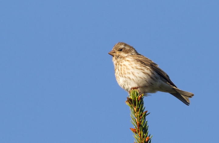 A female Purple Finch in Carroll Co., Maryland (11/21/2012). Photo by Bill Hubick.