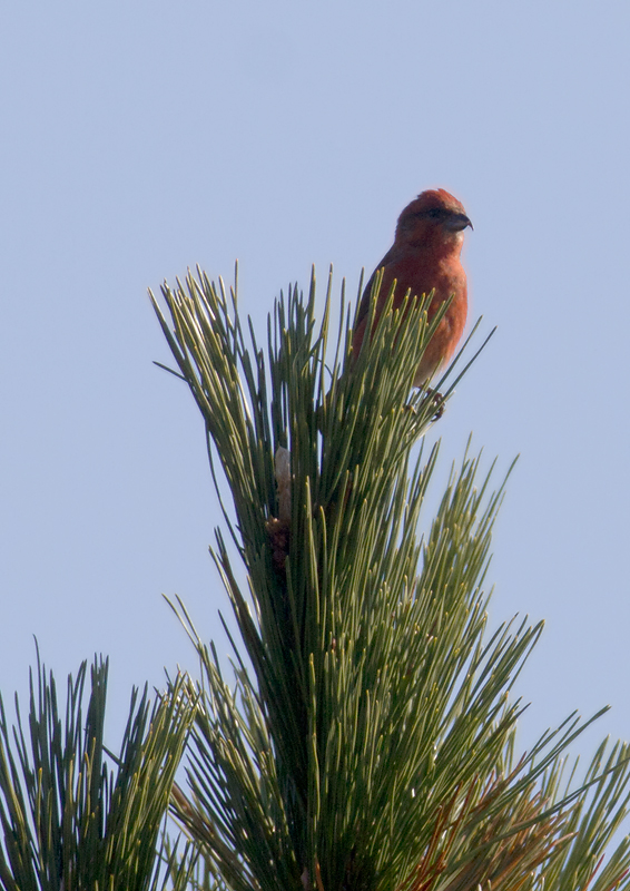 Red Crossbills (Type 3) at Assateague SP, Maryland (11/23/2012). Photo by Bill Hubick.