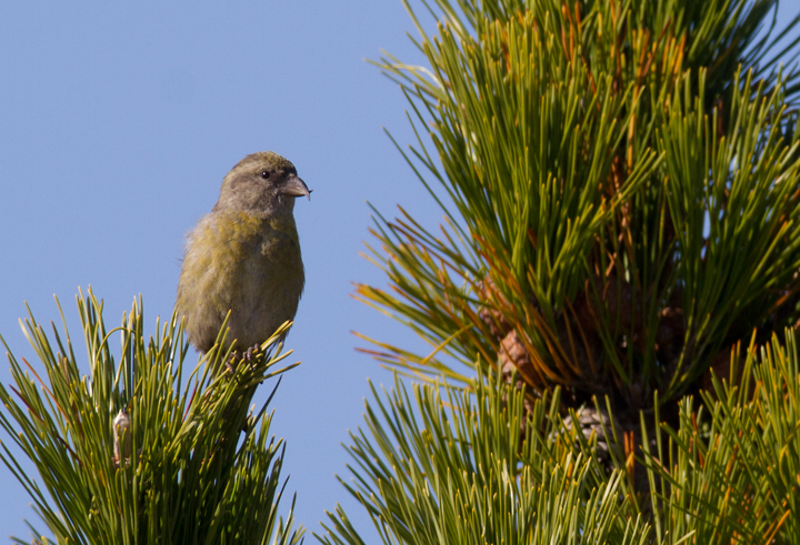 Red Crossbills (Type 3) at Assateague SP, Maryland (11/23/2012). Photo by Bill Hubick.