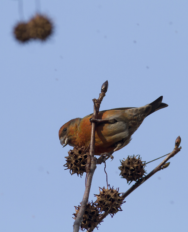 In this last image, the background isn't covered in dust specks. They're falling Sweet Gum seeds from his companions above. They covered my car below and even fell in through open windows! Photo by Bill Hubick.