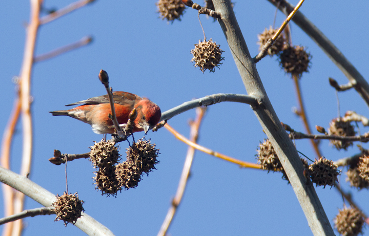 A flock of fifteen Type 3 Red Crossbills was the major highlight of a morning on Taylors Island in Dorchester Co., Maryland (12/23/2012). <a href='http://www.billhubick.com/audioFiles.php' class='text'>Audio recordings</a> Photo by Bill Hubick.
