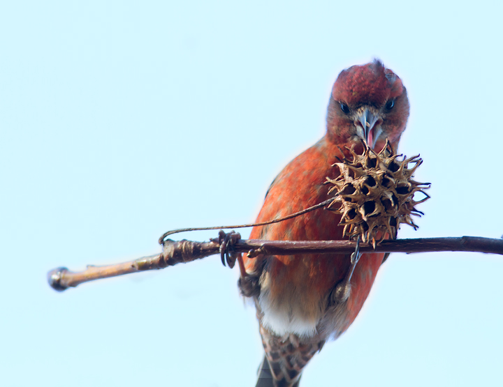 A flock of fifteen Type 3 Red Crossbills was the major highlight of a morning on Taylors Island in Dorchester Co., Maryland (12/23/2012). <a href='http://www.billhubick.com/audioFiles.php' class='text'>Audio recordings</a> Photo by Bill Hubick.