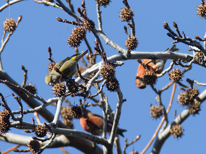 Listen to audio - Red Crossbills Photo by Bill Hubick.
