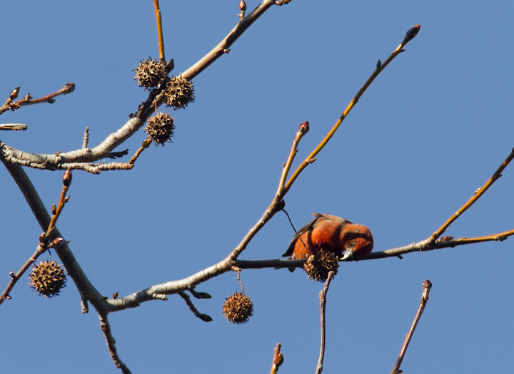 Listen to audio - Red Crossbills Photo by Bill Hubick.