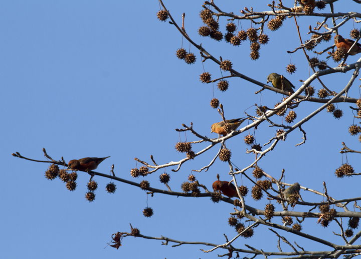 A flock of fifteen Type 3 Red Crossbills was the major highlight of a morning on Taylors Island in Dorchester Co., Maryland (12/23/2012). <a href='http://www.billhubick.com/audioFiles.php' class='text'>Audio recordings</a> Photo by Bill Hubick.