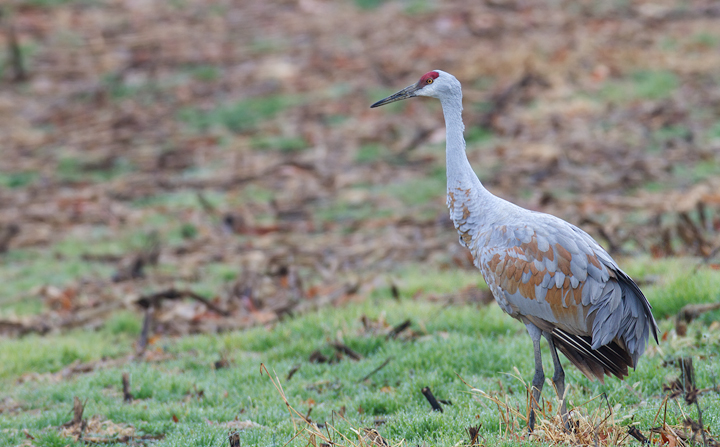 A Sandhill Crane (Greater subspecies group) in Calvert Co., Maryland (12/9/2012). Photo by Bill Hubick.