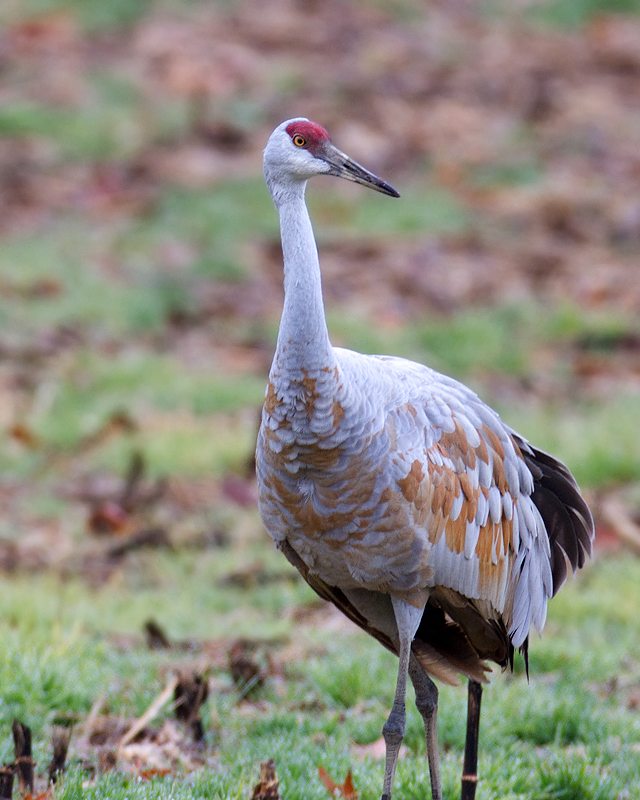 A Sandhill Crane (Greater subspecies group) in Calvert Co., Maryland (12/9/2012). Photo by Bill Hubick.