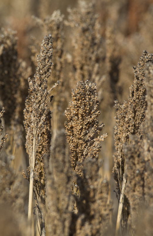 Sorghum in winter at Pickering Creek, Talbot Co., Maryland (12/15/2012). Photo by Bill Hubick.