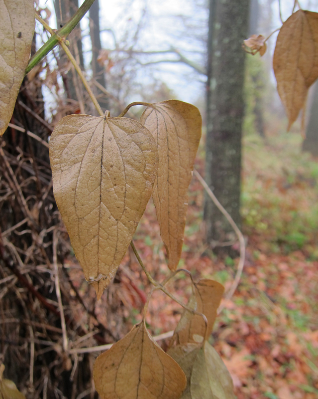 Sweet Autumn Virginsbower leaves in Baltimore Co., Maryland (12/8/2012). Photo by Bill Hubick.