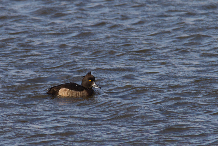 A Tufted Duck off Kent Island, Maryland (12/22/2012).<br /> Found by Mark Schilling, this is Maryland's sixth record of this European species. Photo by Bill Hubick.