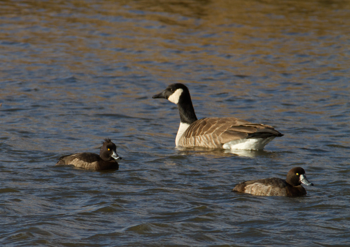 A Tufted Duck off Kent Island, Maryland (12/22/2012).<br /> Found by Mark Schilling, this is Maryland's sixth record of this European species. Photo by Bill Hubick.