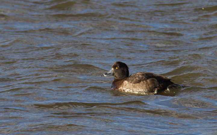 A Tufted Duck off Kent Island, Maryland (12/22/2012).<br /> Found by Mark Schilling, this is Maryland's sixth record of this European species. Photo by Bill Hubick.