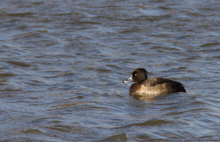 A Tufted Duck off Kent Island, Maryland (12/22/2012).<br /> Found by Mark Schilling, this is Maryland's sixth record of this European species. Photo by Bill Hubick.