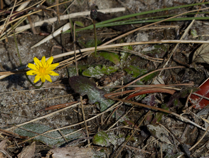 Virginia Dwarf Dandelion on Assateague Island, Maryland (11/10/2012). Photo by Bill Hubick.