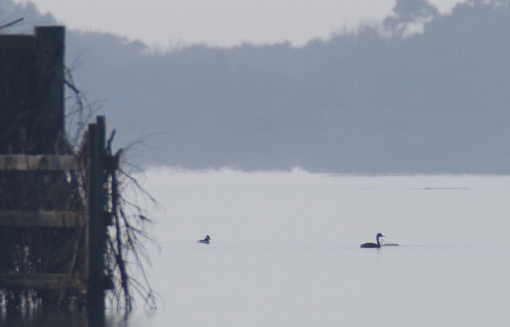 Here's a very distant shot of one of the other show-stopper rarities this year. This Western Grebe was found by Sam Dyke on Sinepuxent Bay. Photographed here on the last day of its documented stay (11/23/2012). Photo by Bill Hubick.