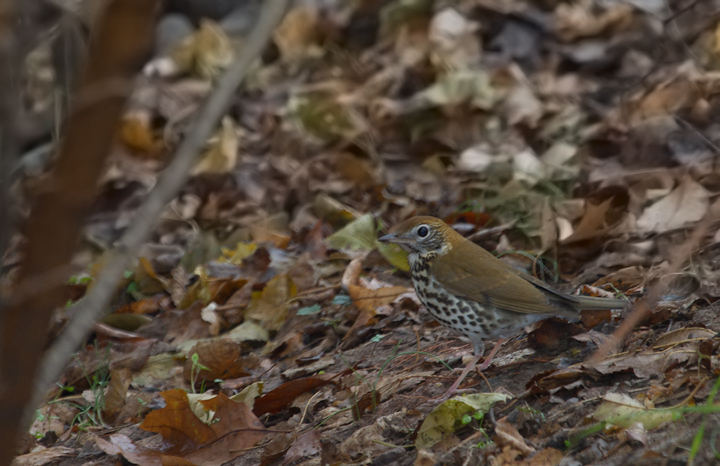 A Wood Thrush persisting well into winter at Patterson Park, Baltimore, Maryland (12/8/2012).<br />
A very rare regional December record found by Mike Hudson on 12/1. Photo by Bill Hubick.