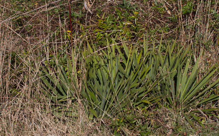 Adam's Needle (Yucca) growing along a roadside in Somerset Co., Maryland (1/20/2013). Photo by Bill Hubick.