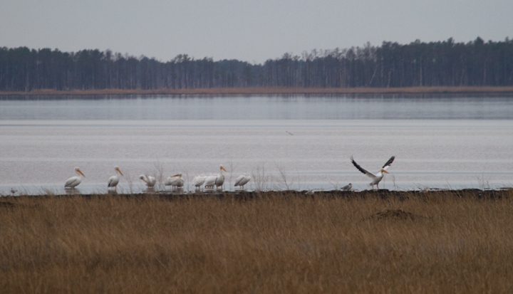 American White Pelicans at Blackwater NWR, Maryland (1/1/2013). Photo by Bill Hubick.