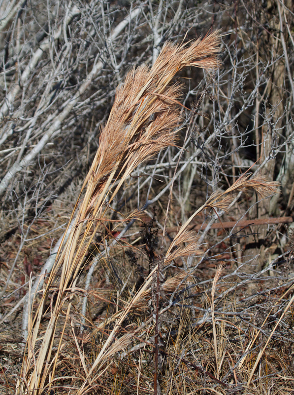 Bushy Bluestem (<em>Andropogon glomeratus</em>) on Assateague Island, Maryland (1/19/2013). Photo by Bill Hubick.