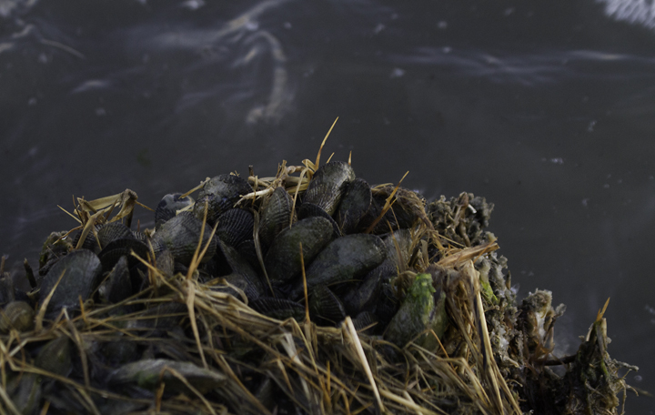 Atlantic Ribbed Mussels growing along the edge of the saltmarsh in coastal Worcester Co., Maryland (1/19/2013). Photo by Bill Hubick.