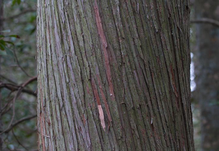 Atlantic White Cedar in Wicomico Co., Maryland (1/1/2013). Photo by Bill Hubick.