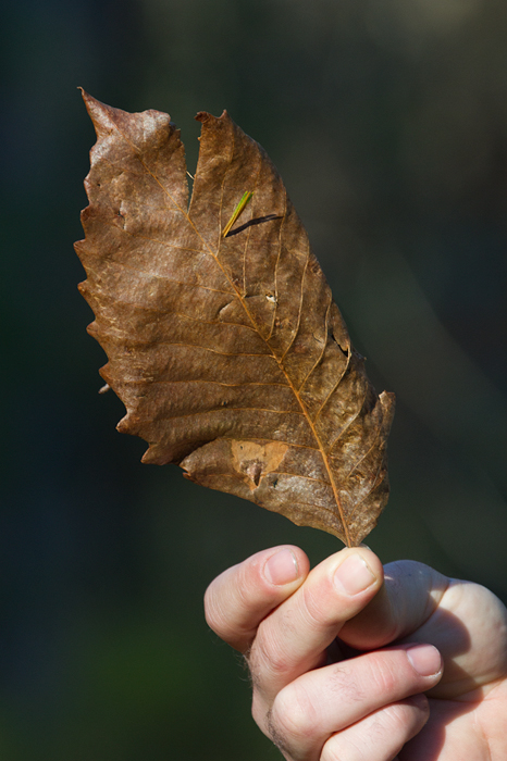 Basket Oak in Somerset Co., Maryland (1/20/2013). Photo by Bill Hubick.