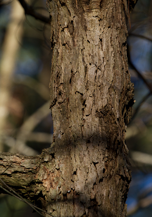 Basket Oak in Somerset Co., Maryland (1/20/2013). Photo by Bill Hubick.