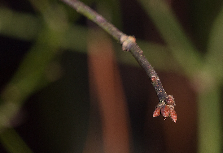 Basket Oak in Somerset Co., Maryland (1/20/2013). Photo by Bill Hubick.