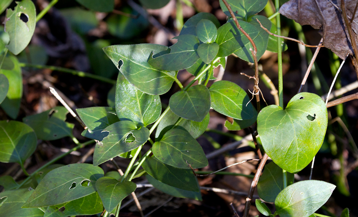 Big-leaved Periwinkle (non-native) in Worcester Co., Maryland (1/20/2013). Photo by Bill Hubick.