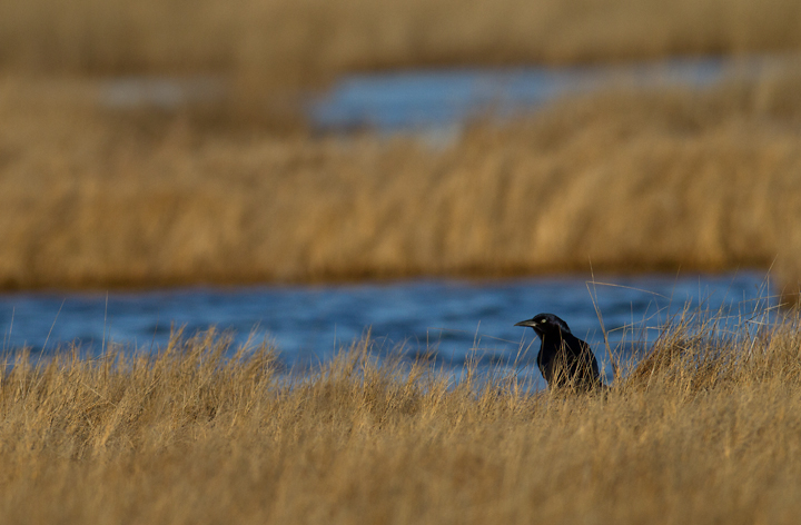 A male Boat-tailed Grackle foraging out on the saltmarsh in Somerset Co., Maryland (1/20/2013). Photo by Bill Hubick.