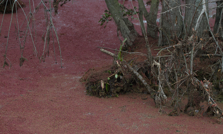 Carolina Mosquitofern growing densely in a wetland in Dorchester Co., Maryland (1/1/2013). Photo by Bill Hubick.