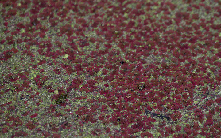 Carolina Mosquitofern growing densely in a wetland in Dorchester Co., Maryland (1/1/2013). Photo by Bill Hubick.