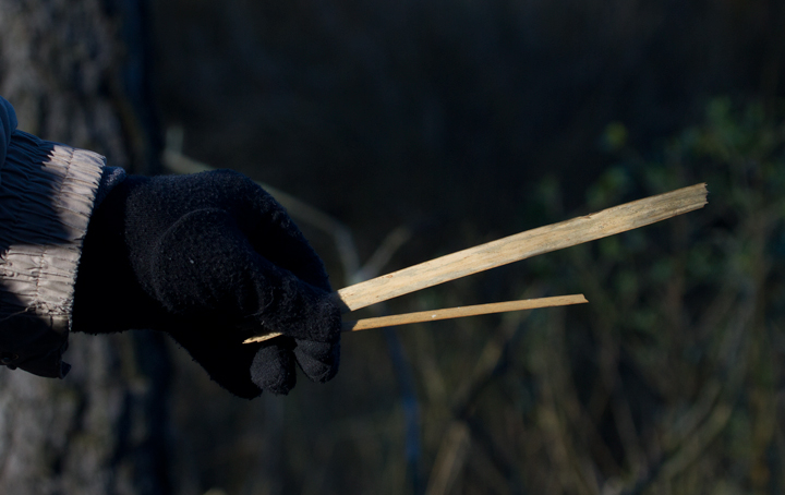 A comparison of Broad-leaved and Narrow-leaved Cattails - Somerset Co., Maryland (1/20/2013). Photo by Bill Hubick.