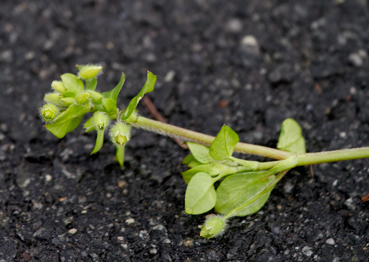Common Chickweed blooming in winter in West Ocean City, Maryland (1/1/2013). Photo by Bill Hubick.