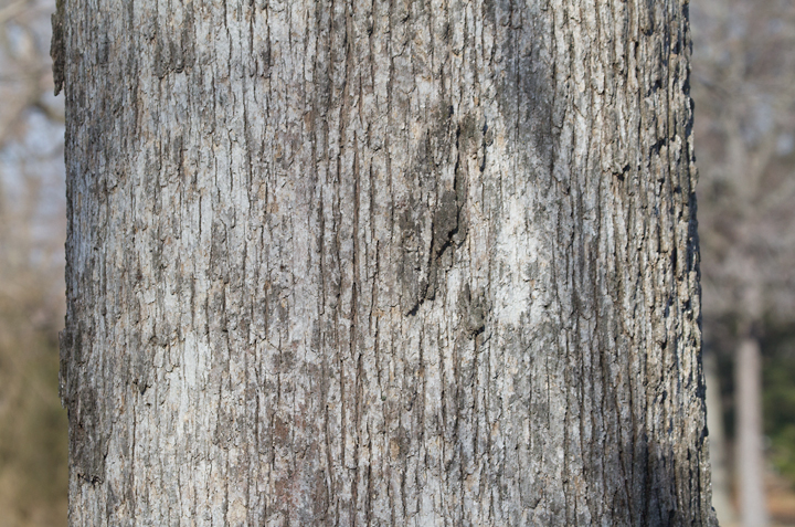 Common Post Oak in Baltimore Co., Maryland (1/5/2013). Photo by Bill Hubick.
