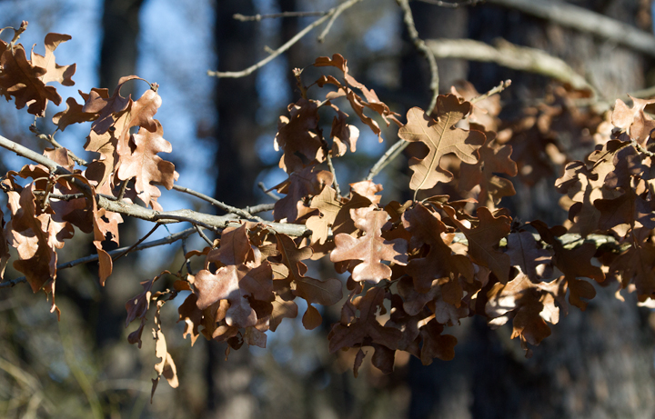 Common Post Oak in Baltimore Co., Maryland (1/5/2013). Photo by Bill Hubick.