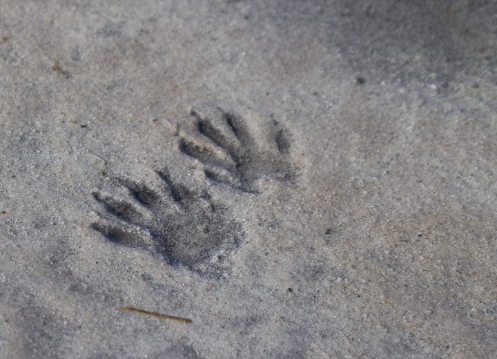 Common Raccoon tracks on Assateague Island, Maryland (1/19/2013). Photo by Bill Hubick.