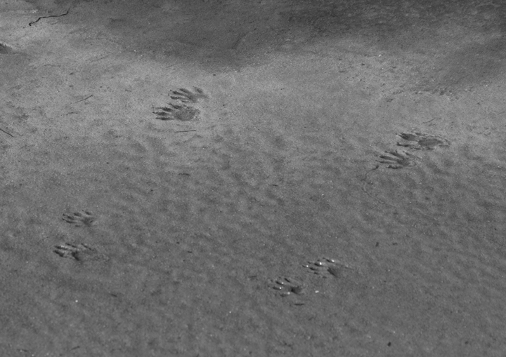 Common Raccoon tracks on Assateague Island, Maryland (1/19/2013). Photo by Bill Hubick.