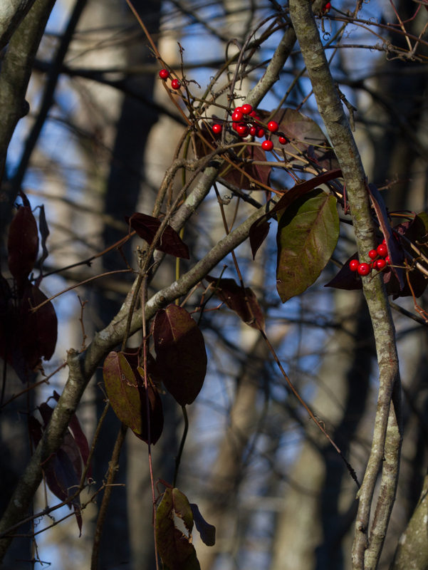 Crossvine leaves and Coral Greenbrier berries in Worcester Co., Maryland (1/19/2013). Photo by Bill Hubick.