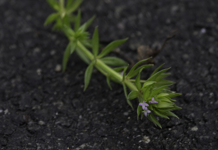 Field-madder blooming in winter in West Ocean City, Maryland (1/1/2013). Photo by Bill Hubick.