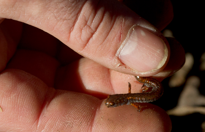 This Four-toed Salamander was the biodiversity highlight of a weekend in Worcester Co. (1/20/2013). Photo by Bill Hubick.