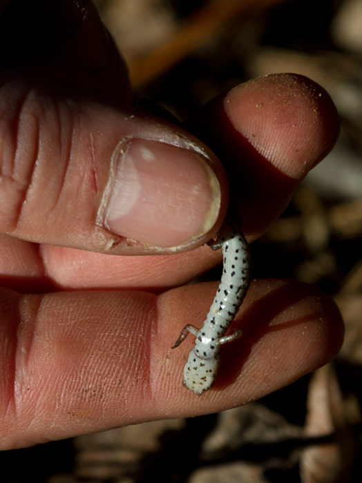 This Four-toed Salamander was the biodiversity highlight of a weekend in Worcester Co. (1/20/2013). Photo by Bill Hubick.