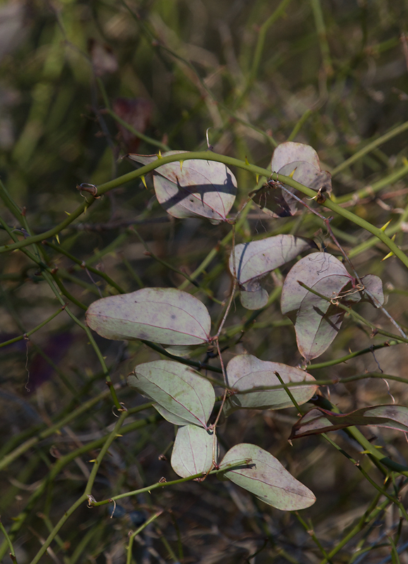 Glaucous Greenbrier leaves in winter in Anne Arundel and Baltimore Counties, respectively (1/5/2013). Photo by Bill Hubick.