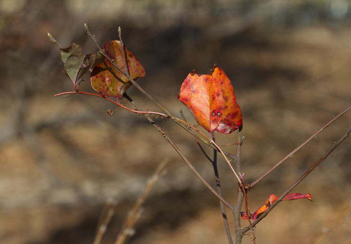 Glaucous Greenbrier leaves in winter in Anne Arundel and Baltimore Counties, respectively (1/5/2013). Photo by Bill Hubick.