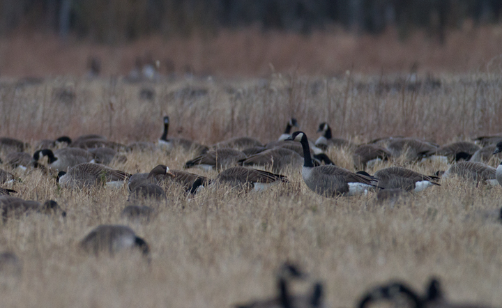 A Greater White-fronted Goose found among 12,000+ Canada Geese at Blackwater NWR, Maryland (1/1/2013). Photo by Bill Hubick.