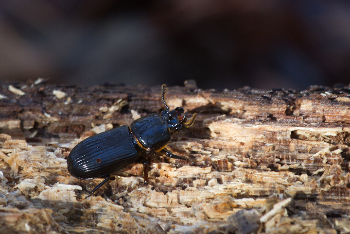 A Patent Leather Beetle (Horned Passalus) in Worcester Co., Maryland (1/20/2013). Photo by Bill Hubick.
